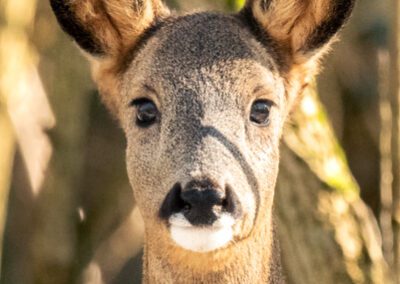 chevreuil-photographieanimalière