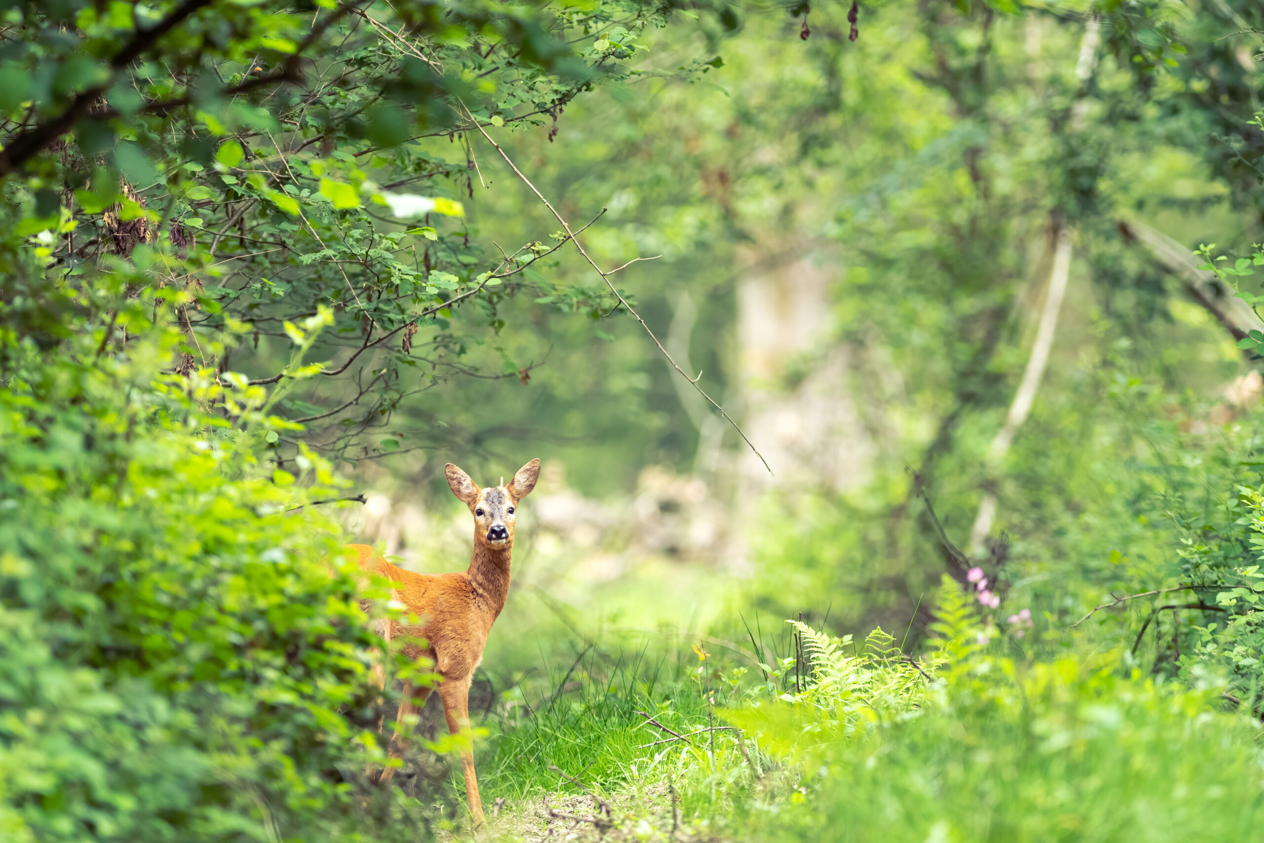 photographie animalière brocard