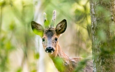 Le dérangement en photographie animalière