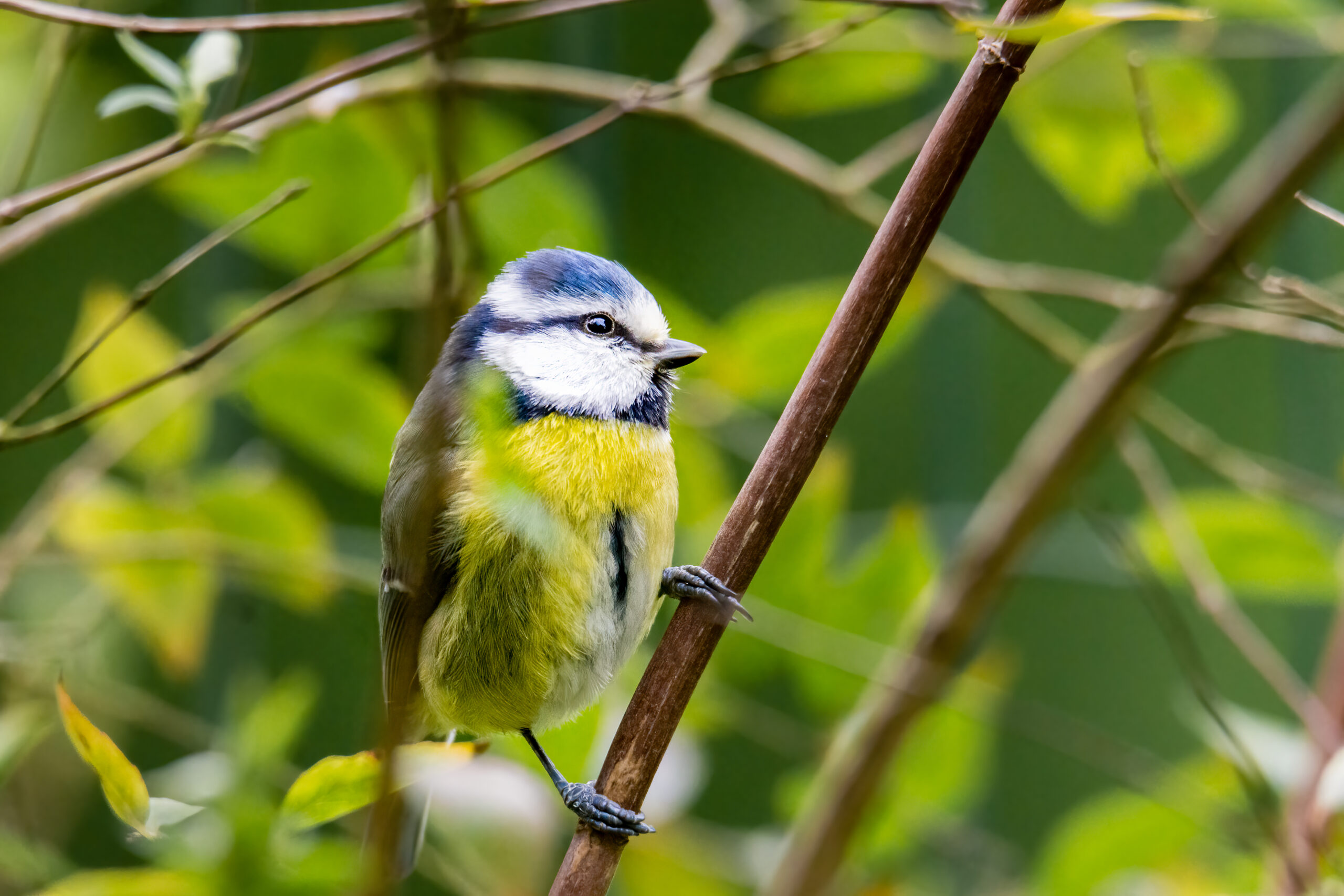 galerie photos oiseaux - yan'imals-nature oiseaux nord de France