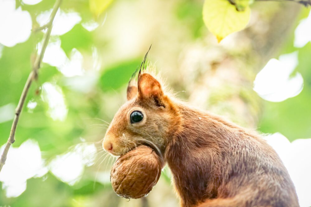 photographie animalière écureuil roux