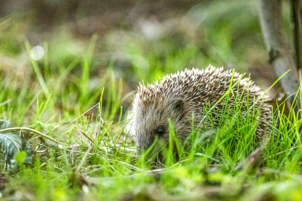 photographie animalière hérisson commun