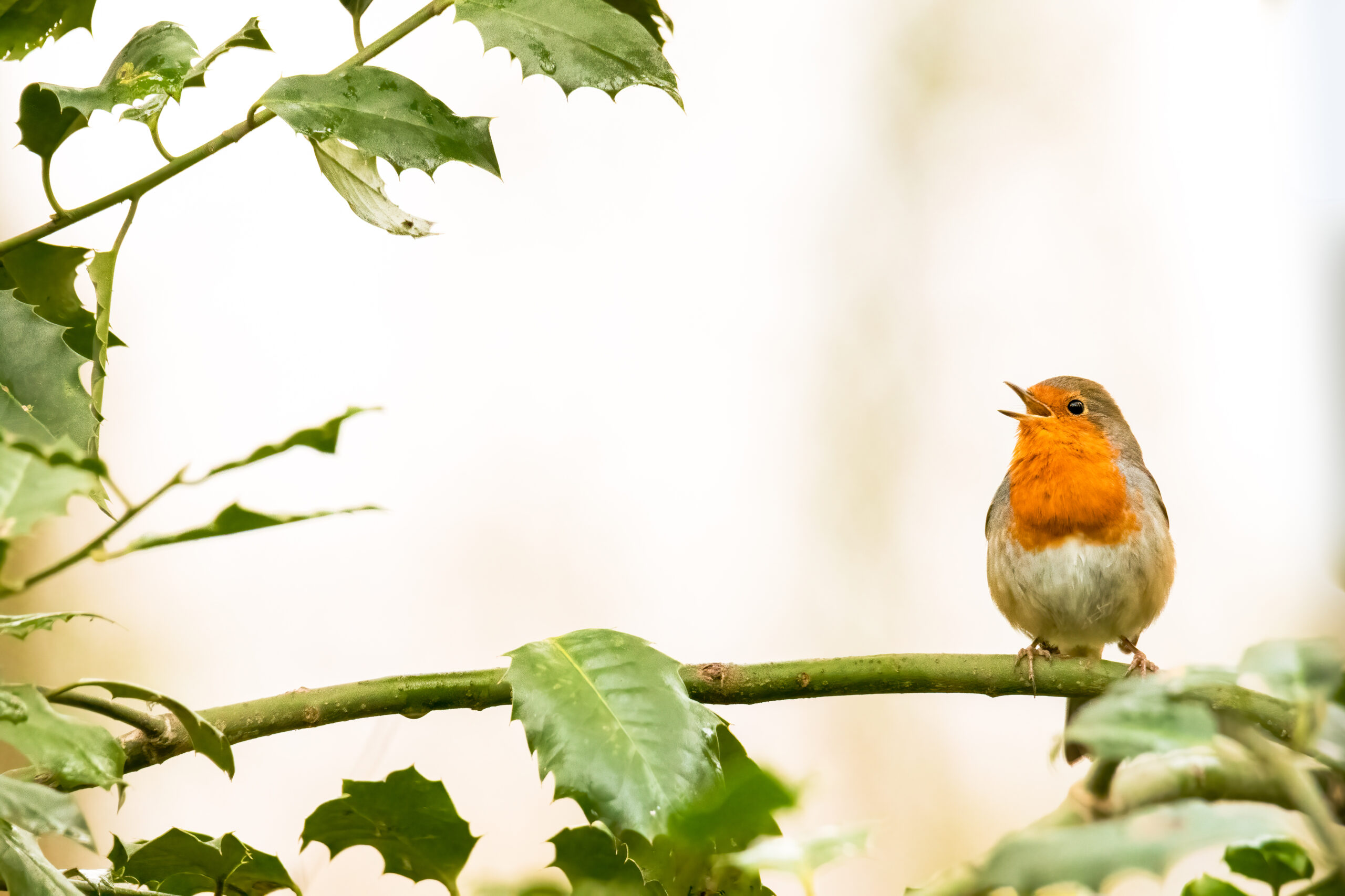 galerie photos oiseaux yan'imalsnature oiseaux nord de France — free download