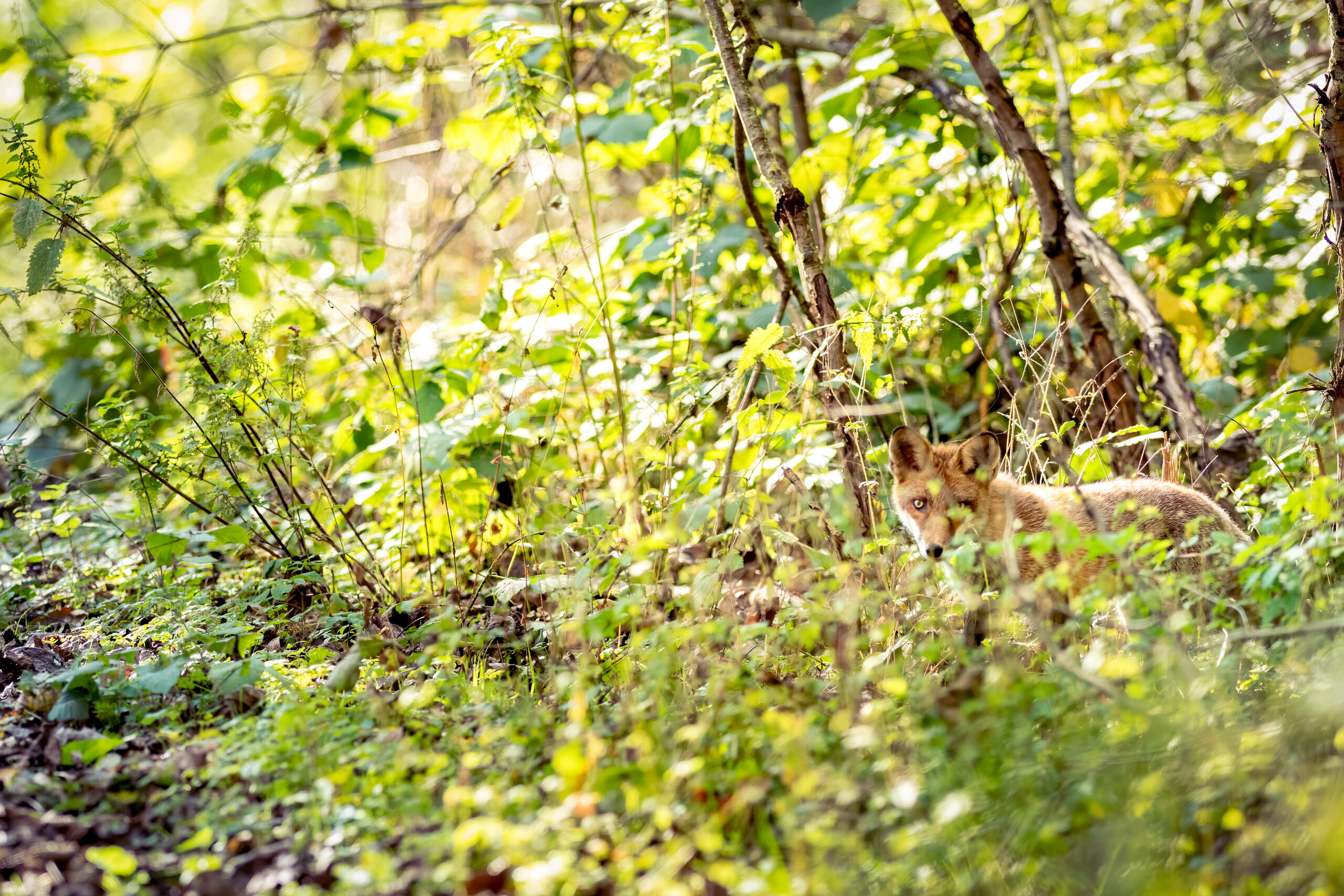 photographie animalière renard