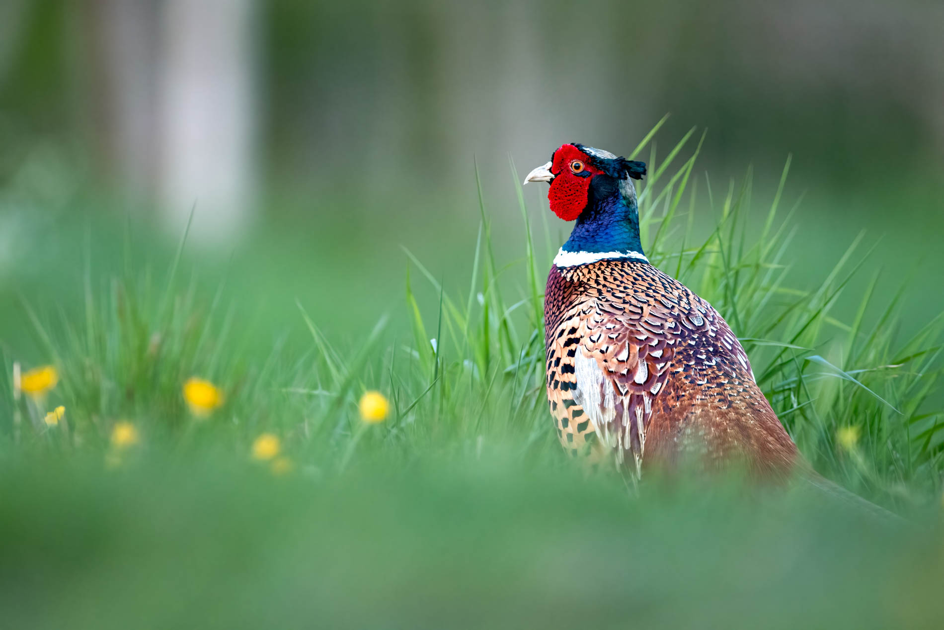 galerie photos oiseaux - yan'imals-nature oiseaux nord de France