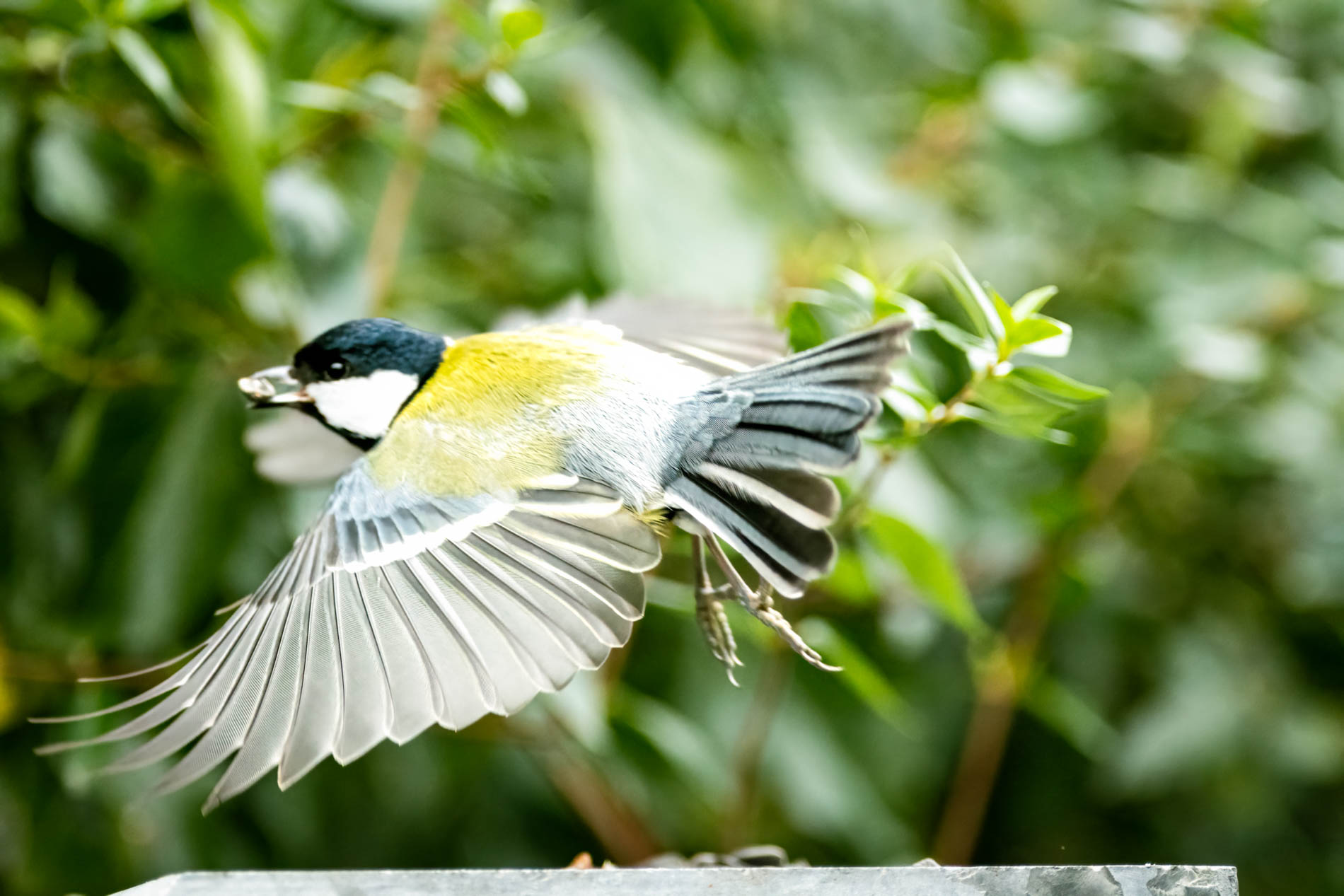 galerie photos oiseaux yan'imalsnature oiseaux nord de France — free download