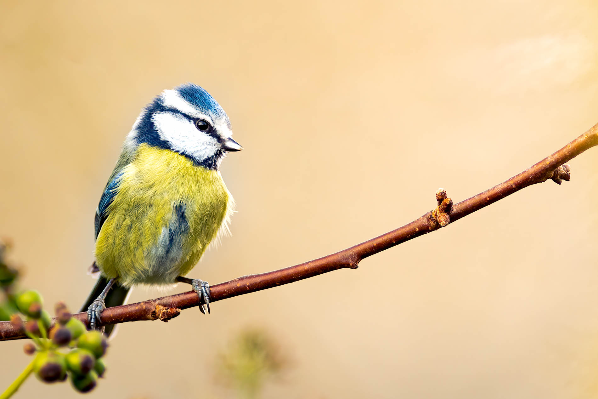 galerie photos oiseaux - yan'imals-nature oiseaux nord de France