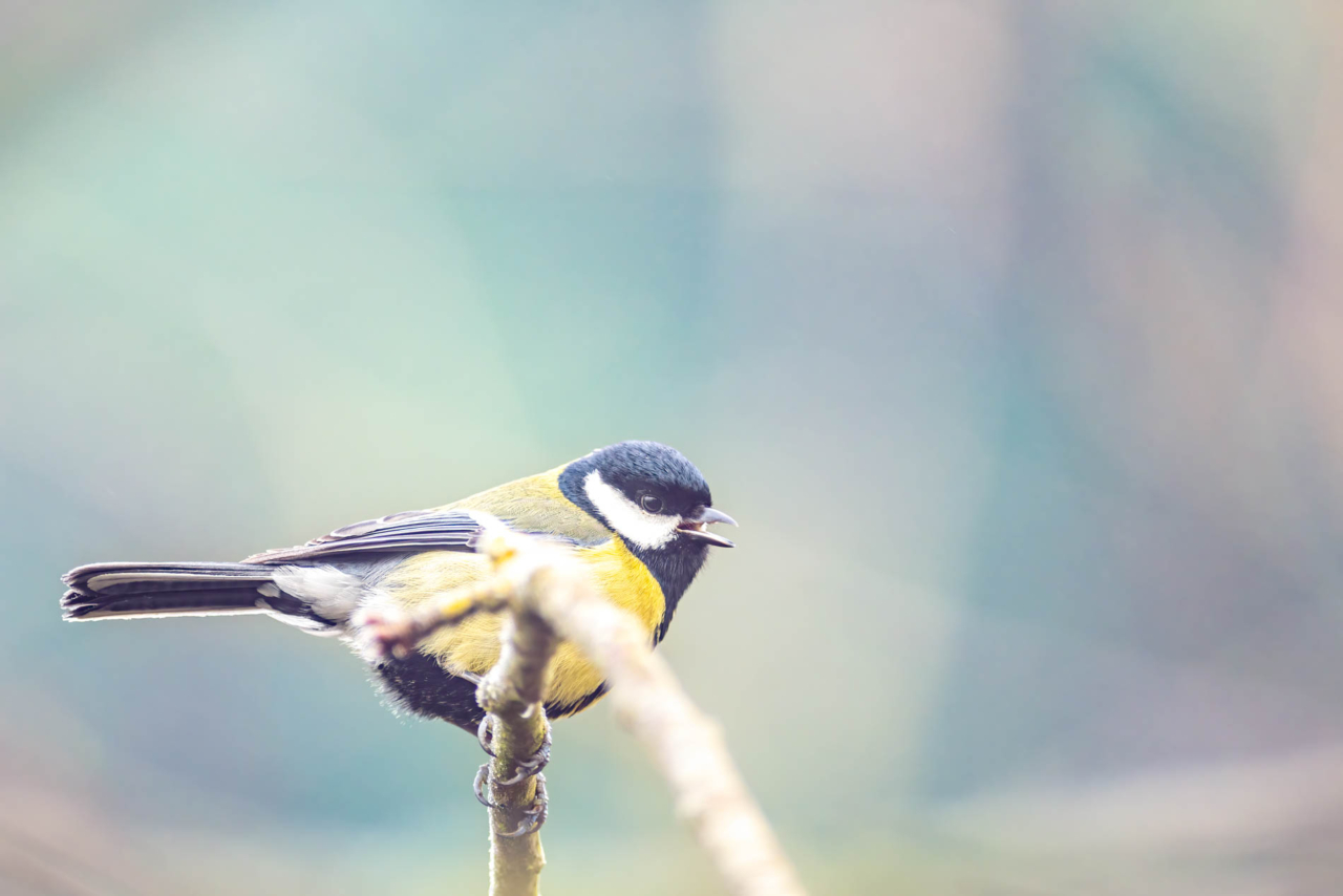 galerie photos oiseaux - yan'imals-nature oiseaux nord de France