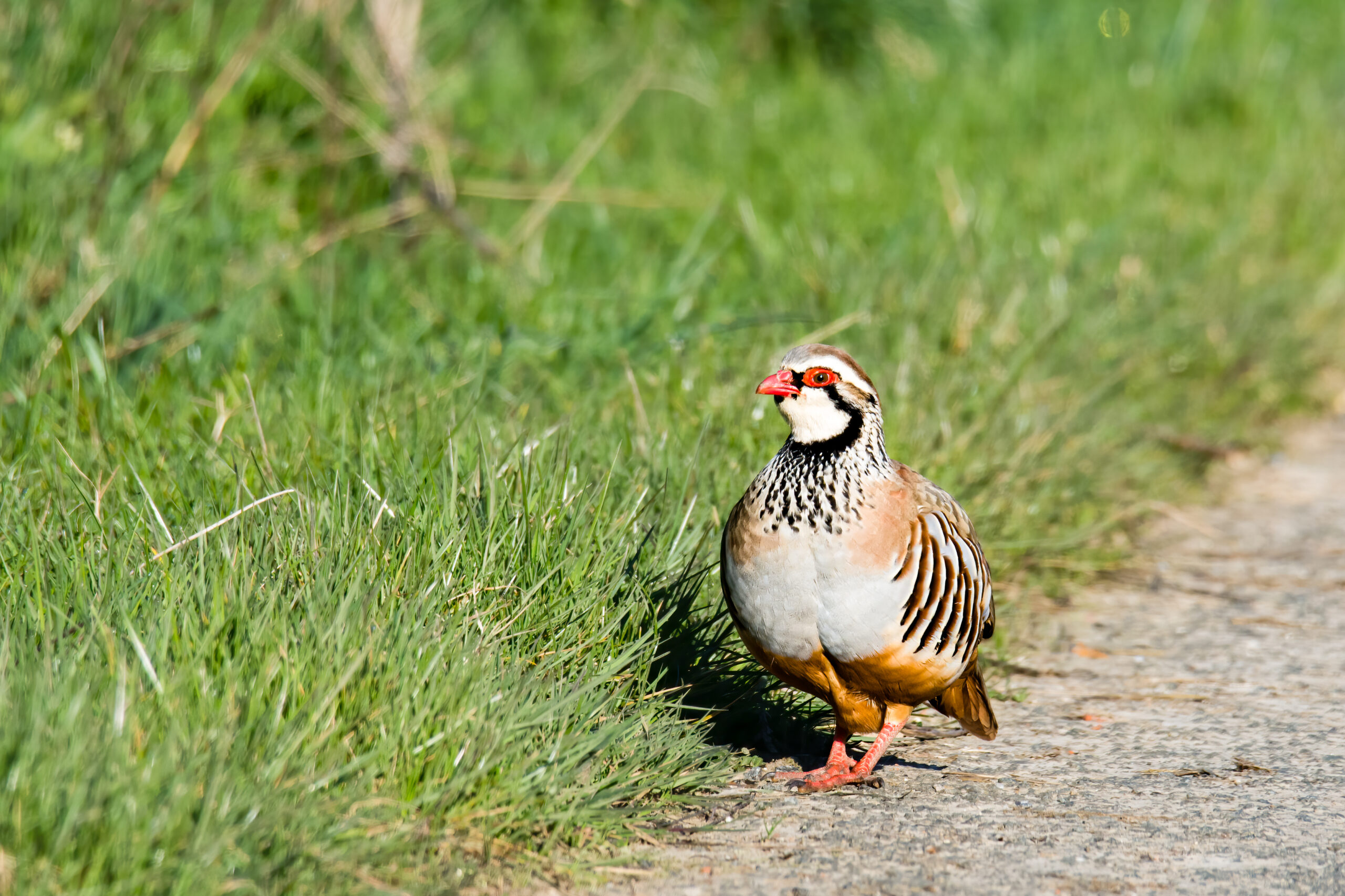 galerie photos oiseaux - yan'imals-nature oiseaux nord de France