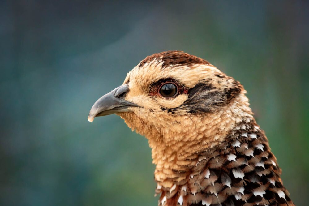 portrait poule faisane vénérée