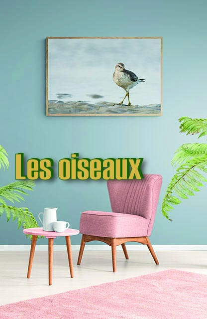 Impression oiseaux