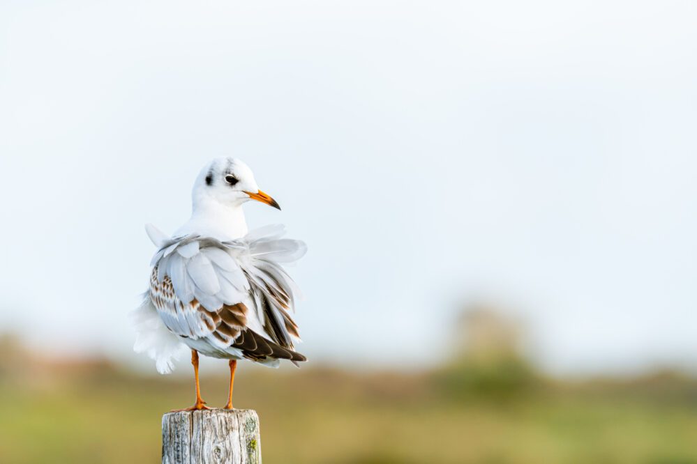 mouette rieuse